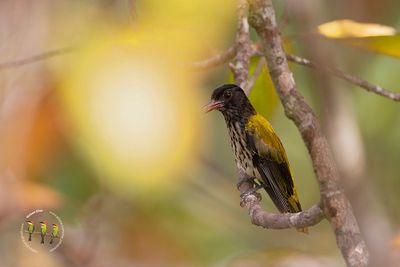 Ventriloquial Oriole