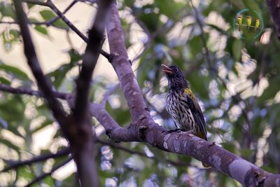 Ventriloquial Oriole
