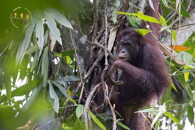Orangutan