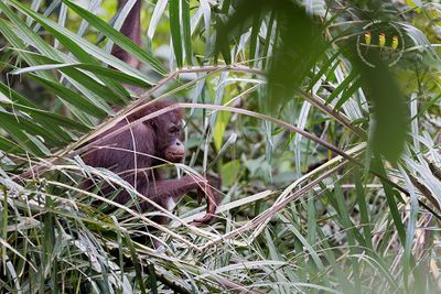 Orangutan