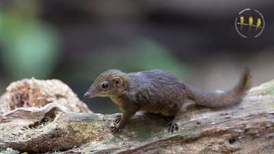 Mountain Treeshrew