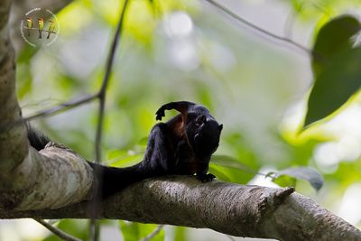 Prevost's Squirrel