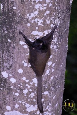 Black Flying Squirrel