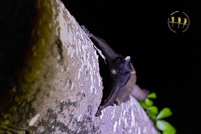 Black Flying Squirrel