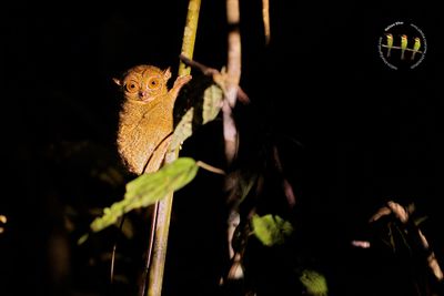Horsfield's Tarsier