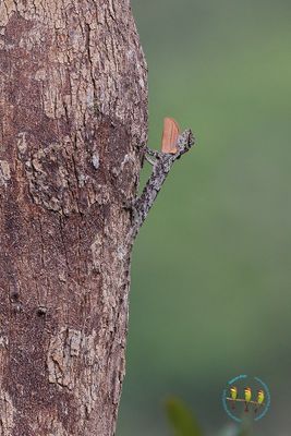 Orange Bearded Gliding Lizard