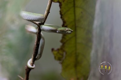 Bornean Keeled Pit Viper