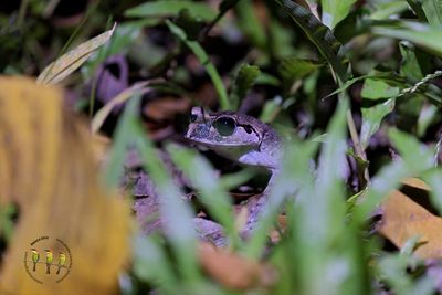 Lowland Litter Frog