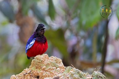 Black Crowned Pitta