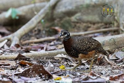 Sabah Partridge