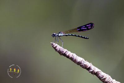 Rhinocypha Fenestrata