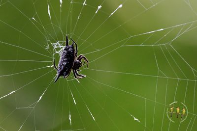 Gasteracantha Diardi Spider