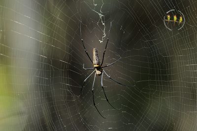 Spider