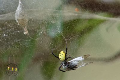 Golden Web Spider