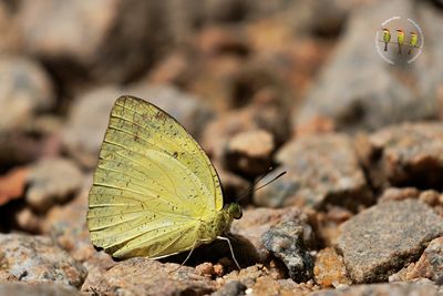 Yellow Orange Tip
