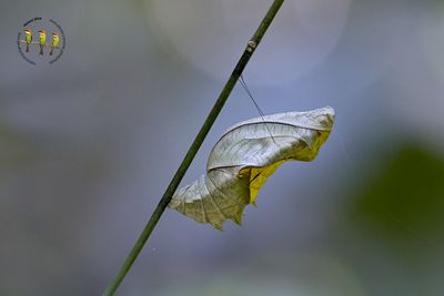 Malayan Birdwing