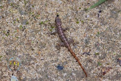 Peninsular Round Eyed Gecko