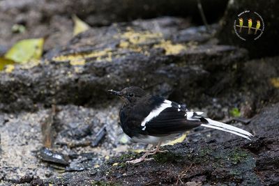 White Crowned Forktail