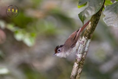 Scaly Crowned Babbler