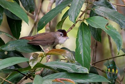 Scaly Crowned Babbler