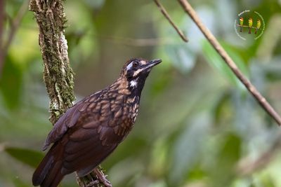 Black-throated Wren-Babbler