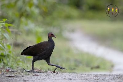 Philippines Megapode