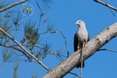 Gray Imperial-Pigeon