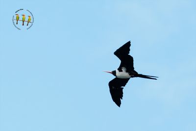 Christmas Island Frigatebird