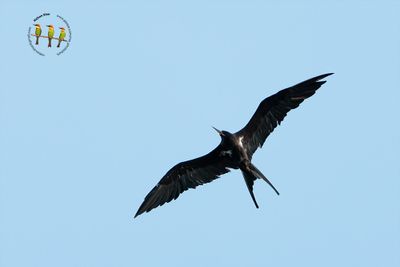 Lesser Frigatebird