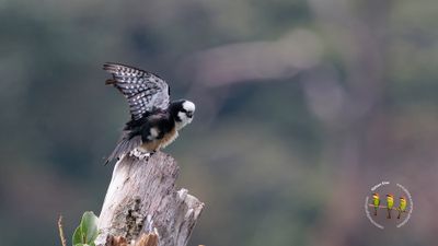 Bornean Falconet