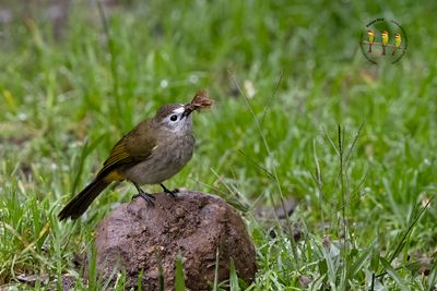 Pale-faced Bulbul