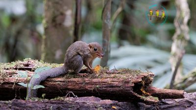 Slender Treeshrew
