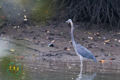 Great-billed Heron