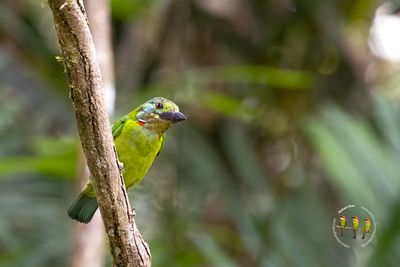 Mountain Barbet