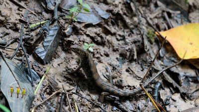 Brook’s Keeled Skink