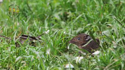 Bornean short-tailed Gymnure