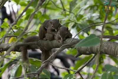 Plantain Squirrel