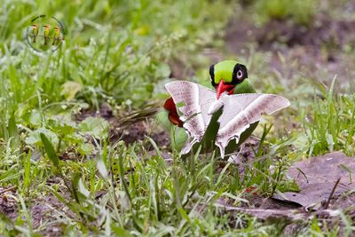 Bornean Green-Magpie