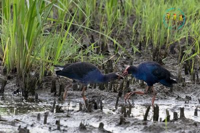 Black-backed Swamphen