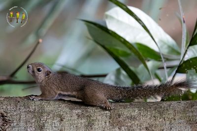 Borneo black-banded Squirrel