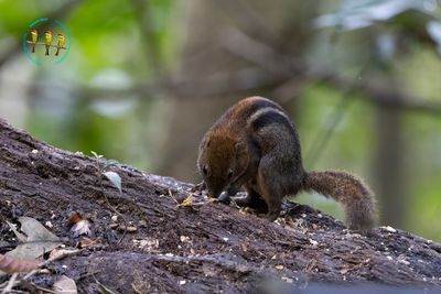 Four-striped Ground Squirrel