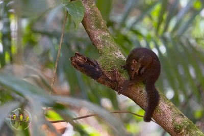 Mountain Treeshrew