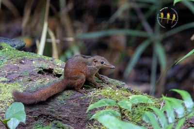 Large Treeshrew