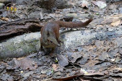 Large Treeshrew