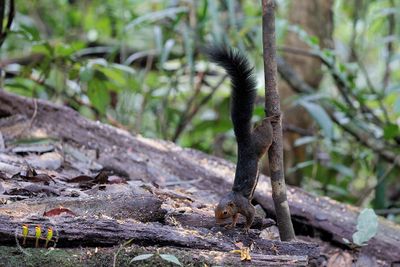 Kinabalu Squirrel