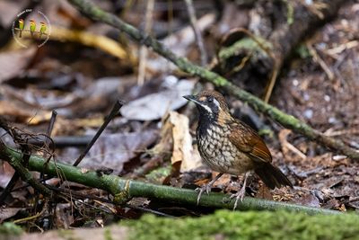 Black-throated Wren-Babbler