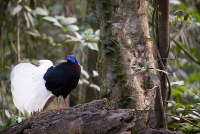 Pheasant