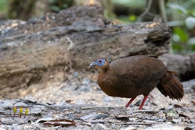 Bulwer's Pheasant