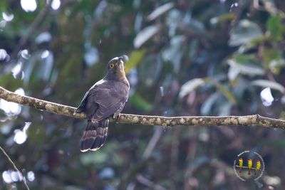 Dark hawk-Cuckoo