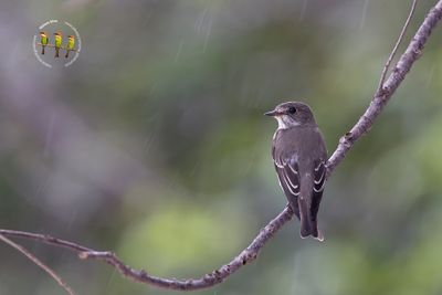 Grey-streaked Flycatcher